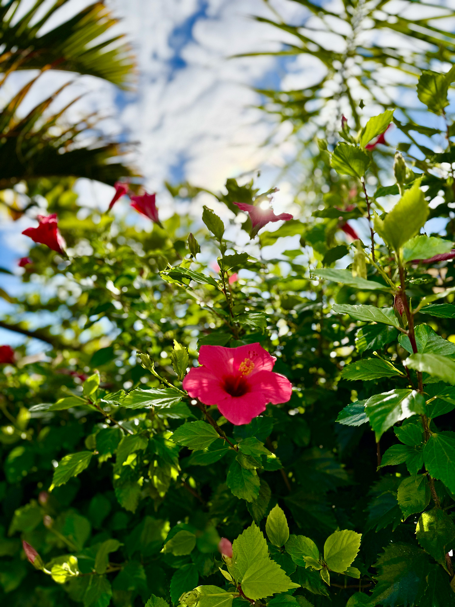 Gran Oasis Resort Teneriffa