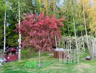 Spring-i-benen-veckan