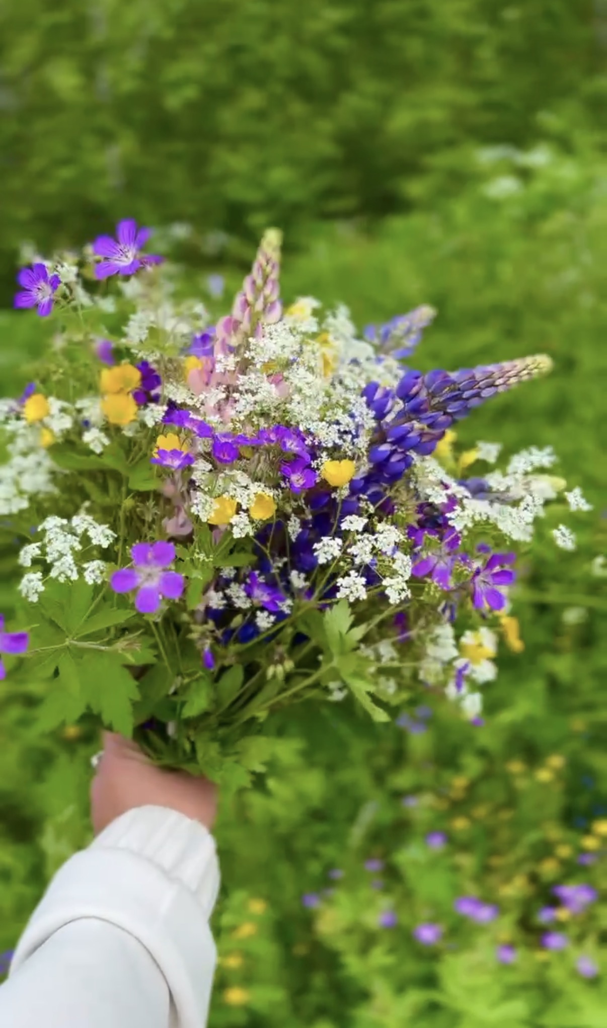 Sommarpaus blommor